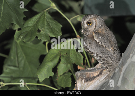 Assiolo - Eurasian assiolo - europeo assiolo (Otus scops) portando in preda ad alimentare i suoi pulcini in attesa in una scatola di nesting Foto Stock