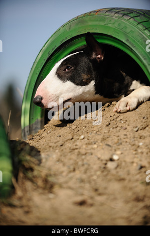 Miniatura Bullterrier Foto Stock