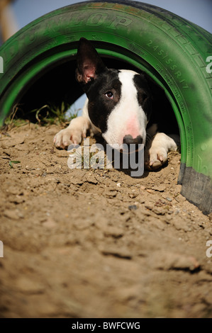 Miniatura Bullterrier Foto Stock