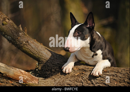 Miniatura Bullterrier Foto Stock