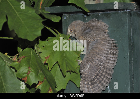 Assiolo - Eurasian assiolo - europeo assiolo (Otus scops) chick lasciando la casella di nesting Foto Stock