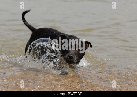 La balneazione American Staffordshire Terrier Foto Stock