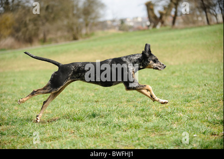 Esecuzione di Lousiana Catahoula Leopard Dog Foto Stock
