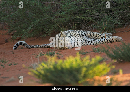 Kalahari Leopard giacente su dune di sabbia rossa, Kgalagadi Parco transfrontaliero, Repubblica del Sud Africa, Botsuana, il Parco della Pace Foto Stock