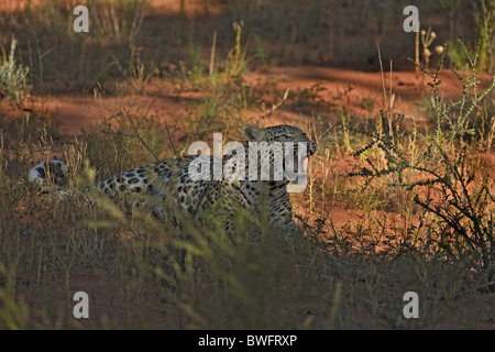 Kalahari Leopard giacente su dune di sabbia rossa, Kgalagadi Parco transfrontaliero, Repubblica del Sud Africa, Botsuana, il Parco della Pace Foto Stock