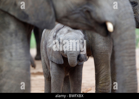 Madre con bambino elefante africano (Loxodonta africana), il Parco Nazionale Kruger, Mpumalanga Provincia, Sud Africa Foto Stock