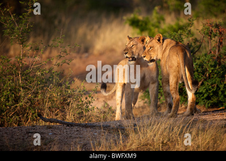 Lion (Panthera leo) femmine passeggiate, parco nazionale Kruger, Mpumalanga Provincia, Sud Africa Foto Stock