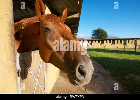 Ritratto di cavallo, Swaziland, Sud Africa Foto Stock