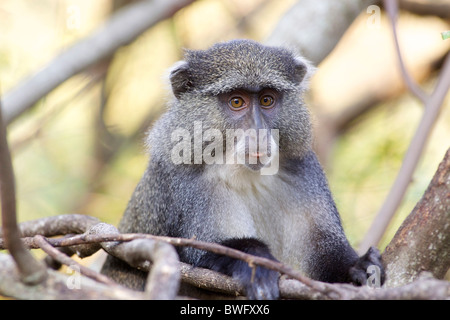 Un ritratto di una scimmia Samango, Zululand, Kwazulu-Natal, Sud Africa Foto Stock