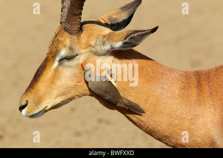 Un Oxpecker vicino a un Impala occhio, Isimangaliso, Kwazulu-Natal, Sud Africa Foto Stock