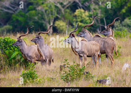 Una mandria di Kudu, Isimangaliso, Kwazulu-Natal, Sud Africa Foto Stock