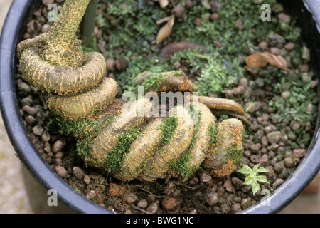 Nux vomica, stricnina Tree (Strychnos Nux vomica-), pianta in vaso. Foto Stock