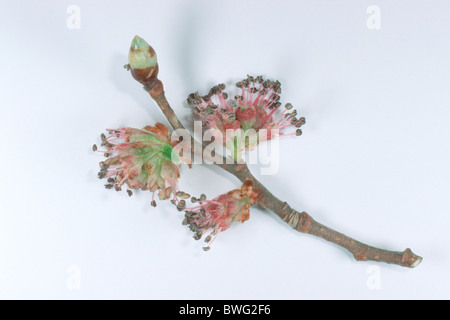 Elm, Scotch Elm, Wych olmo (Ulmus glabra), fioritura ramoscello, studio immagine. Foto Stock