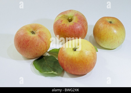 Apple domestico (malus domestica), varietà: Berlepsch, mele mature, studio immagine. Foto Stock