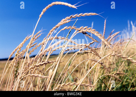 (Spelta Triticum spelta), il campo di grano maturo. Foto Stock