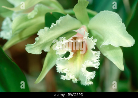 Orchidea (Brassiocattleya ibrido), fiore di colore verdastro. Foto Stock