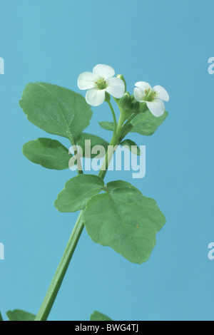 Crescione Crescione acquatico (Nasturtium officinale), fioritura. Foto Stock