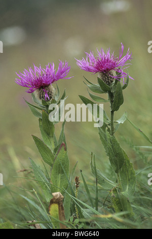 Fiordaliso di montagna, perenne Fiordaliso (Centaurea montana), fioritura. Foto Stock