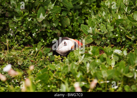 Puffin (Fratercula Arctica) emergente dalla tana, farne interna Foto Stock