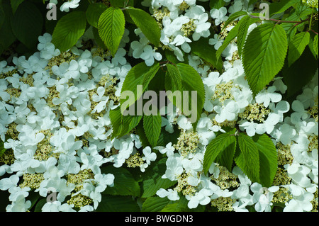 White lacecap ortensie in un giardino nella contea di Cork, Irlanda Foto Stock