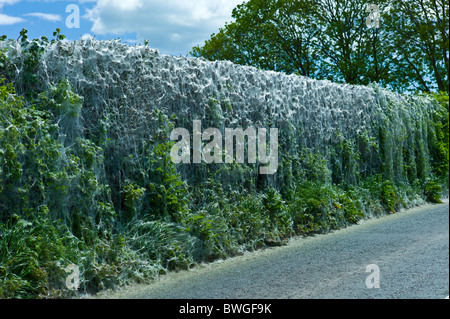 Stadio di larve di falena tenda, Tenda orientale bruchi, fare tenda di seta su host di siepe nella contea di Cork, Irlanda Foto Stock