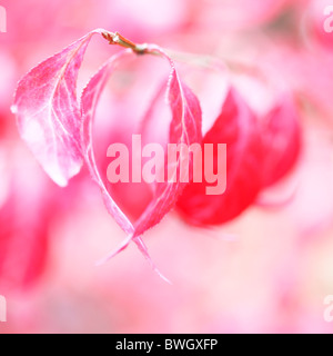 Incantevole autunno rosso delle foglie di euonymus alatus bush - fine art Jane-Ann fotografia fotografia Butler JABP945 con diritti gestiti Foto Stock