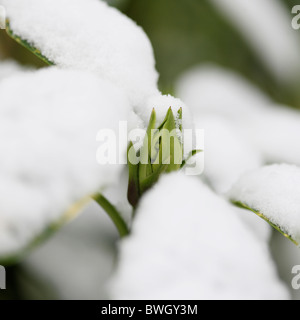 Snow capped acuba japonica bud - fine art Jane-Ann fotografia fotografia Butler JABP954 con diritti gestiti Foto Stock