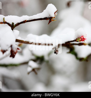 Fioritura bud rivestito in inverno la neve - fine art Jane-Ann fotografia fotografia Butler JABP956 con diritti gestiti Foto Stock