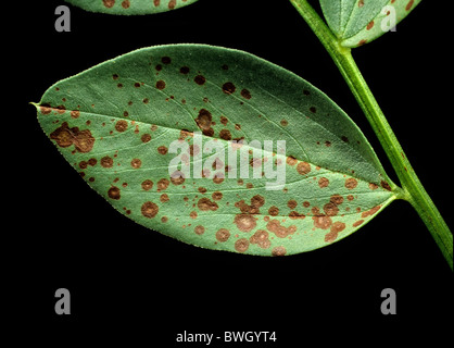 Macchia di cioccolato (Botrytis fabae) early lesioni sul campo di foglia di fagiolo Foto Stock