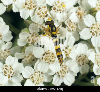 Una lunga mosca (Sphaerophoria scripta) su un fiore di freccia (Achillea millefolium) Foto Stock
