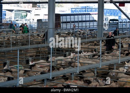 Pecore in penne di pecora a Melton Mowbray mercato del bestiame, Leicestershire, England, Regno Unito Foto Stock