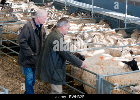 Gli agricoltori controllo magazzino in penne di pecora a Melton Mowbray mercato del bestiame, Leicestershire, England, Regno Unito Foto Stock