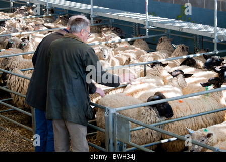 Gli agricoltori controllo magazzino in penne di pecora a Melton Mowbray mercato del bestiame, Leicestershire, England, Regno Unito Foto Stock