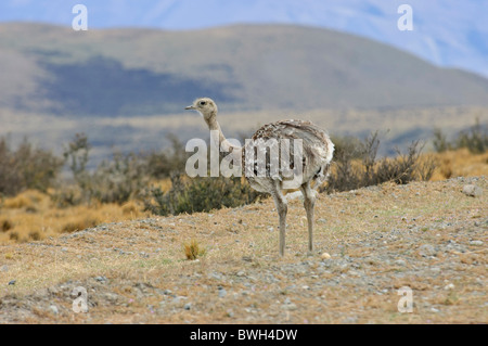 Lesser Rhea (Pterocnemia pennata, Nandú, Choique), vicino al Parque Nacional Torres del Paine Cile Patagonia meridionale Foto Stock