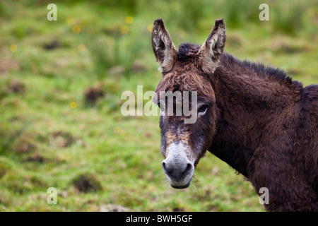 Traditional Irish donkey nella contea di Clare, Irlanda Foto Stock