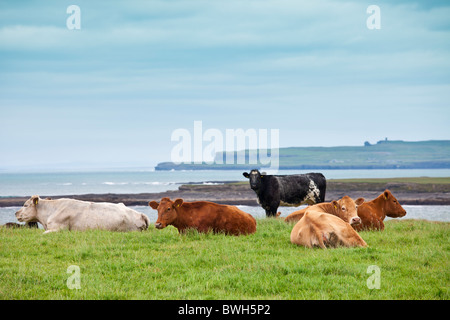 Allevamento di Bestiame mediante la costa della contea di Clare, Irlanda Foto Stock