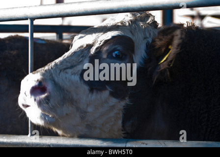 Una mucca in una stalla a un mercato di bestiame melton mowbray, leicestershire, England, Regno Unito Foto Stock