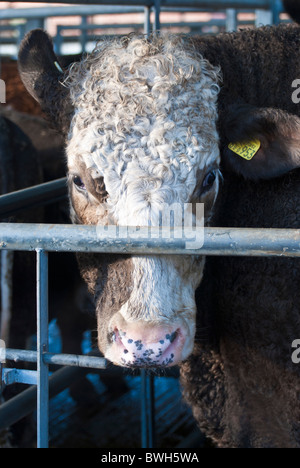 Una mucca in una stalla a un mercato di bestiame melton mowbray, leicestershire, England, Regno Unito Foto Stock