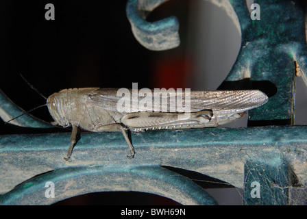 Locust (Grasshopper), Mijas Costa, Costa del Sol, Andalusia, Spagna, Europa occidentale. Foto Stock