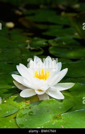 Giardini, piante acquatiche, Singola bianco acqua giglio fiore della famiglia Nymphaeaceae in uno stagno circondato da foglie galleggianti Foto Stock