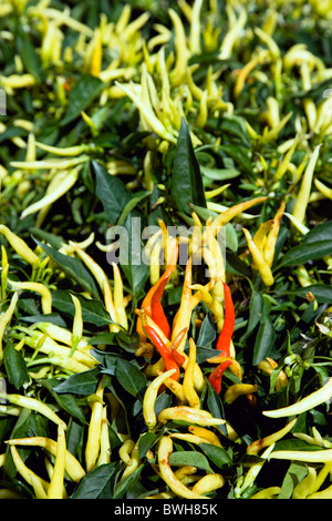 Agricoltura, erbe e spezie, peperoncino, verde giallo e mature, peperoncino rosso che cresce su piante. Foto Stock