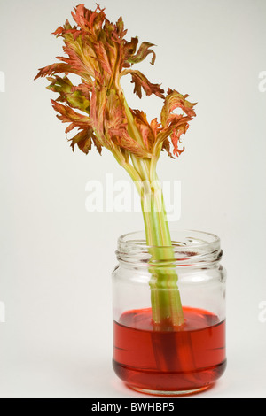 Acqua e colorante alimentare rosso il movimento verso la costa di sedano con il processo di Osmosi Foto Stock