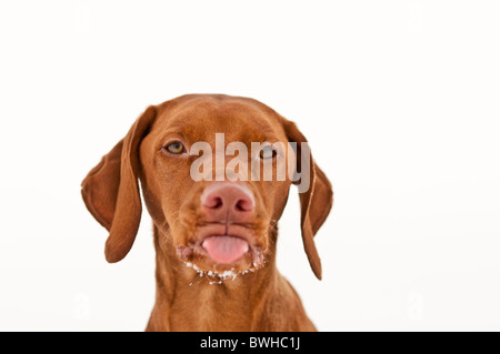 Un cane vizsla bastoni fuori la sua linguetta in inverno con un po' di neve sul mento. Sfondo bianco. Foto Stock