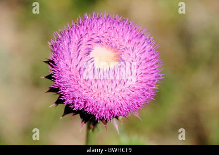 Fioritura Thistle invasiva impianto in Utah Foto Stock