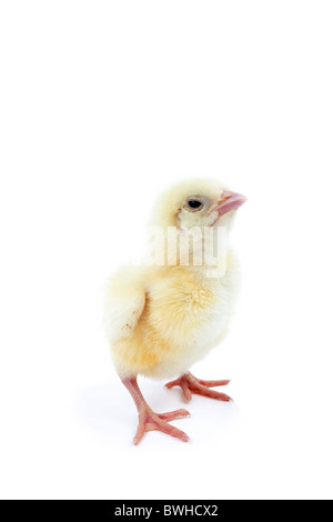 Giorno vecchio pulcino isolato su sfondo bianco Foto Stock