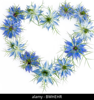 L'amore-nel-MIST - Nigella Damascena fiori disposte a forma di cuore, con sfondo bianco Foto Stock