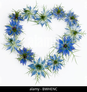L'amore-in-the-nebbia fiori - Nigella damascena disposte a forma di cuore, con sfondo bianco Foto Stock