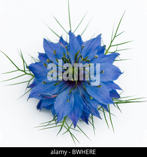 Un unico colore blu Nigella Damascena flower - amore-nel-mist contro uno sfondo bianco Foto Stock