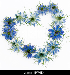 L'amore-nel-emist - Nigella damascena fiori disposti in una forma di cuore contro uno sfondo bianco Foto Stock