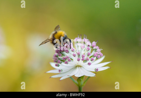 Un'ape raccoglie il polline di un fiore Astrantia Foto Stock